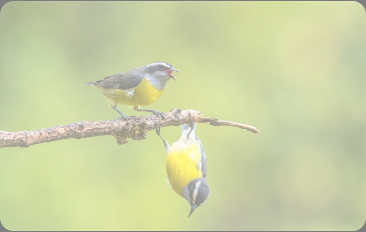 Bird photo used as a sample inline project image