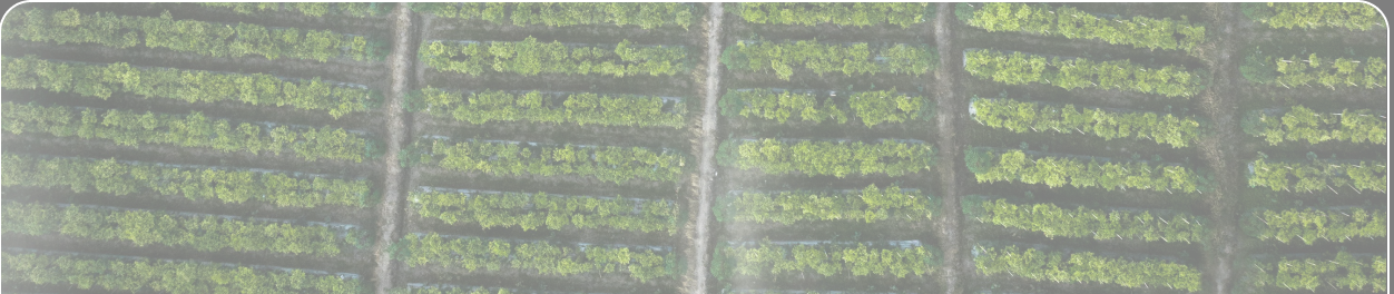 Green aerial texture from the HazardCookie project mockup